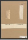 Grammatophora parallela var. fossilis Grun. (de-Toni-Nr.: Genus 93, Species 3034) Zeichnungen Sammlung Grunow Nr. 6149 (NHMW-BOT-W0374709)